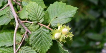 Захар Прилепин расшифровал название новейшей российской ракеты песней «Аквариума»