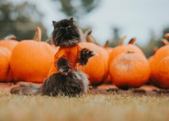 Праздничная афиша выходного дня: куда сходить в Самаре со 2 по 4 ноября
