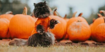 Праздничная афиша выходного дня: куда сходить в Самаре со 2 по 4 ноября