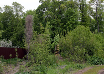 С попыткой «откатить» трансформацию самарских лесов запоздали на 15 лет