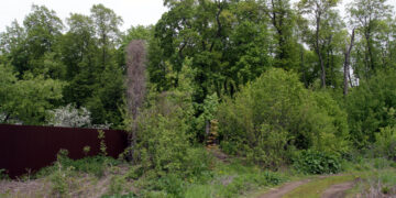 С попыткой «откатить» трансформацию самарских лесов запоздали на 15 лет