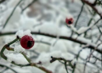 Синоптики рассказали, когда в Самарской области кончится снег и ударят морозы – 20°C 