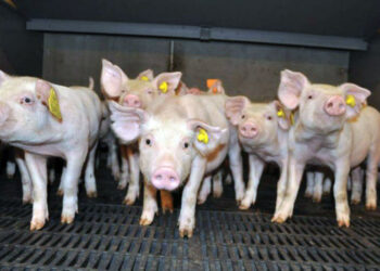 Крупнейший самарский свинокомплекс запускает новую бойню в Ставропольском районе