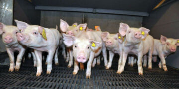 Крупнейший самарский свинокомплекс запускает новую бойню в Ставропольском районе