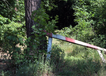 В Самаре предотвратили очередную попытку приватизации земель лесного фонда