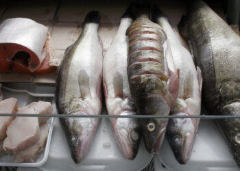 Рыбинспектор из Жигулевска не смог победить браконьерство и решил его возглавить