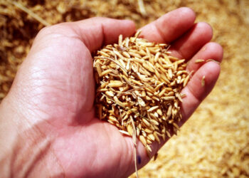 Самарским аграриям дефицит техники и кадров не помешал увеличить объемы поставок за рубеж