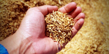 Самарским аграриям дефицит техники и кадров не помешал увеличить объемы поставок за рубеж