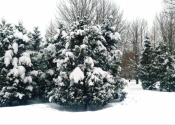 В Самарской области снег будет идти шесть дней подряд 