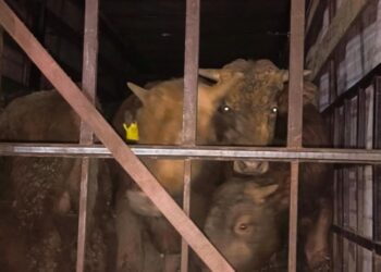 На границе пресекли незаконный вывоз из Самарской области 34 бычков