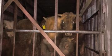 На границе пресекли незаконный вывоз из Самарской области 34 бычков