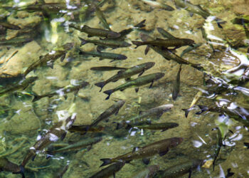 Сотни гектаров владений умершего рыбхоза в Самарской области повисли в воздухе