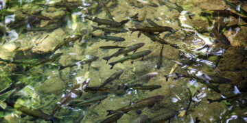 Сотни гектаров владений умершего рыбхоза в Самарской области повисли в воздухе