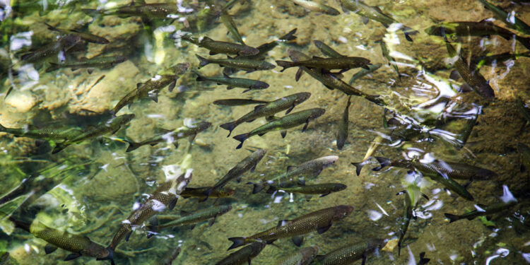 Сотни гектаров владений умершего рыбхоза в Самарской области повисли в воздухе