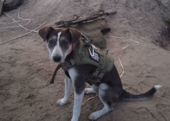 Самарская дворняга Победа выиграла в народном голосовании на международном конкурсе