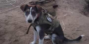 Самарская дворняга Победа выиграла в народном голосовании на международном конкурсе