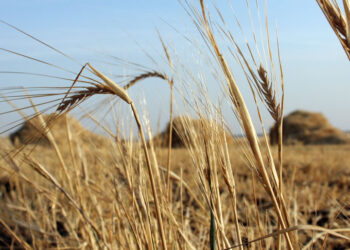 «Русагро» чистит рынок АПК от своих двойников по всей России