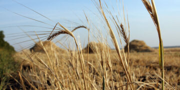 «Русагро» чистит рынок АПК от своих двойников по всей России