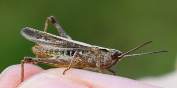 Самарской области угрожает нашествие саранчи