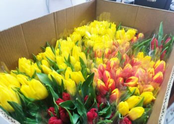 В Самарскую область к 8 марта привезли более 5,3 тонн цветов 