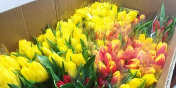 В Самарскую область к 8 марта привезли более 5,3 тонн цветов 