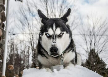 В России предложили ввести уголовную ответственность для хозяев агрессивных собак