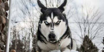 В России предложили ввести уголовную ответственность для хозяев агрессивных собак