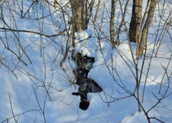 Уникальная дубрава в Самаре пострадала из-за аварии на коллекторе