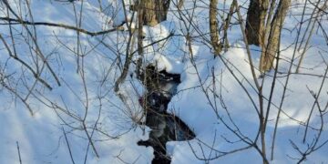 Уникальная дубрава в Самаре пострадала из-за аварии на коллекторе