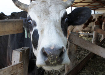 Татарстанские покупатели «Племзавода «Кряж» хотят дисконтировать сделку спустя два года