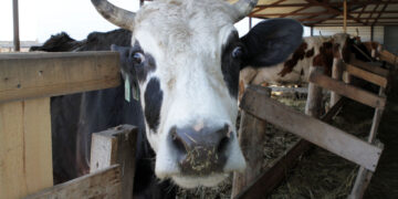 Татарстанские покупатели «Племзавода «Кряж» хотят дисконтировать сделку спустя два года