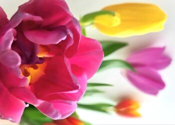 Праздничная афиша выходного дня: куда сходить в Самаре с 7 по 9 марта