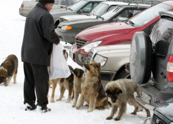Самарские зоозащитники добиваются корректировки регионального закона о бродячих собаках