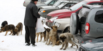 Самарские зоозащитники добиваются корректировки регионального закона о бродячих собаках