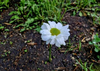 Стало известно, когда в Самарской области потеплеет до +19 °C