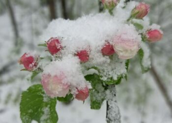 На Самарскую область 28 апреля обрушится мощный снегопад