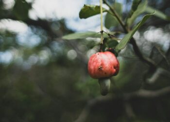 Японские ученые: кешью способствует снижению жировой массы в организме