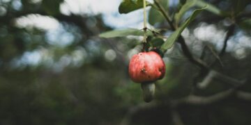 Японские ученые: кешью способствует снижению жировой массы в организме