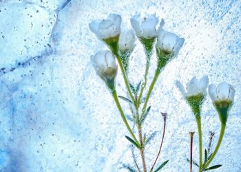 В Самарской области две ночи подряд ударят заморозки до -5°C