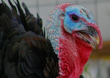 «Самарскую индейку» заподозрили в использовании непроверенного сырья и антибиотиков