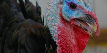 «Самарскую индейку» заподозрили в использовании непроверенного сырья и антибиотиков