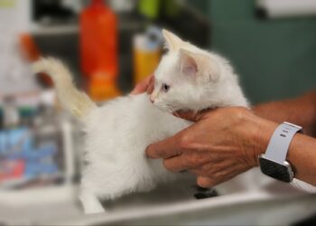 Самарские судебные приставы помогли женщине-ветврачу восстановиться на работе