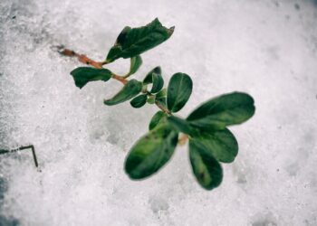 В Самаре объявили оранжевый уровень опасности из-за наступающих заморозков