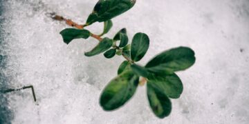 В Самаре объявили оранжевый уровень опасности из-за наступающих заморозков