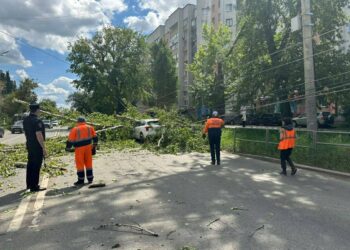 В Самаре дерево упало на два автомобиля