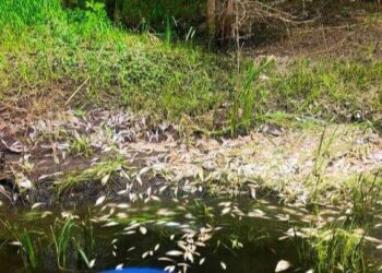 На реке Свинуха под Самарой массово погибла рыба