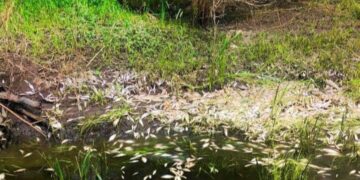 На реке Свинуха под Самарой массово погибла рыба