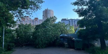 В Самаре рухнувшее дерево раздавило коляску с ребенком