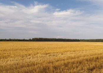 По оценкам ВТБ, инвестиции в АПК за 2024 год составили около 1 трлн рублей