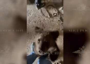 В Самарской области в подвале частного дома сотрудники полиции нашли медвежонка